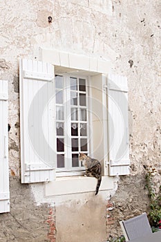 Wooden window cat in old house. vintage architecture