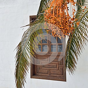 Wooden window and shutters on whitewashed wall with date palm in front