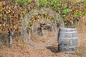 Wine keg and grapevines in a vineyard