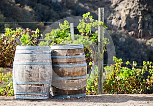 Wine kegs and grapevines in a vineyard
