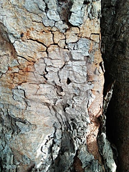 Woodenly Texture