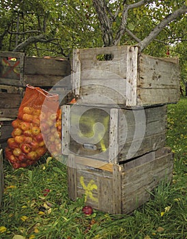 Woodern crate apple