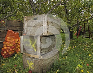 Woodern crate apple