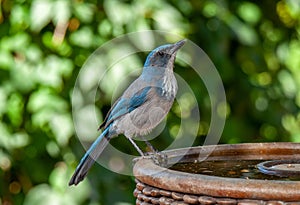 Woodhouse`s Scrub Jay