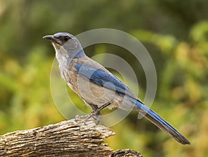 Woodhouse`s Scrub Jay