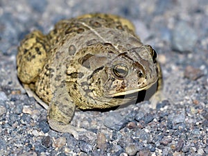 Woodhouse's Toad at Night