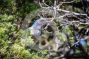 Woodhouse scrub-jay resting in the cedar tree