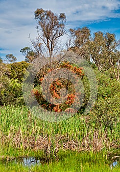 Woodland at the Alcoa Wellard wetlands in Perth