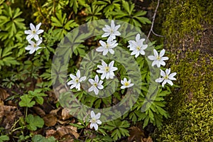 Woodland Anenome - Anenome nemorosa