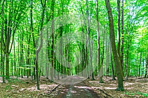 Woodland in Belgium in summer