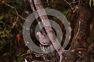 woodland bird nature animal-wildlife branch-plant-part tree animal no-people songbird leaf vector cardinal-bird