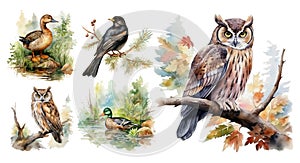 Woodland birds watercolor forest illustration set isolated on white background