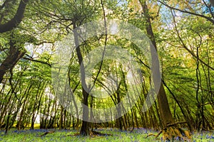 Woodland With Bluebell Carpet