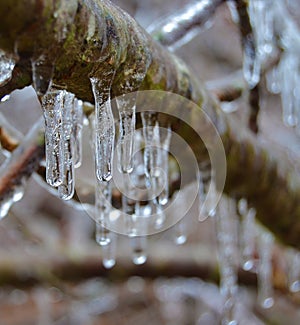 Woodland Branch with Icicles