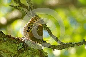 Woodland brown (Lopinga achine).