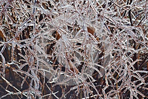 Woodland Bush Encased Ice