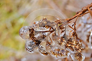 Woodland Bush Encased Ice