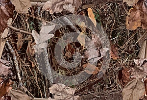 A Woodland Camouflage Pattern for hunting purposes photo