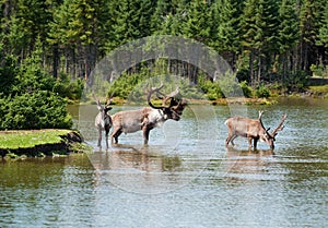 Woodland caribou in a natural setting