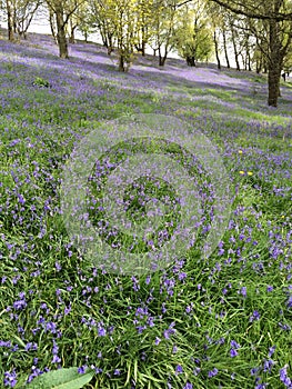 Woodland with a carpet of bluebells with dappled sunshine and shade.