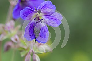 Woodland cranesbill