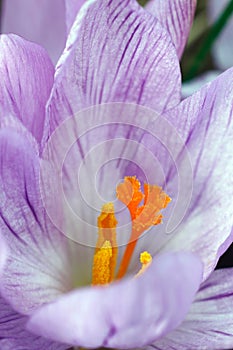 Woodland crocus flower