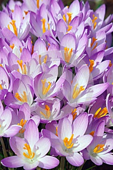 Woodland crocus flowers