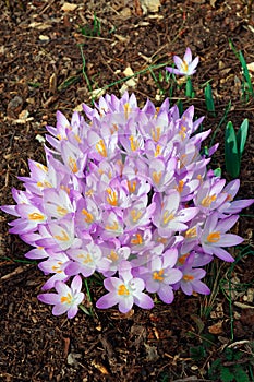 Woodland crocus flowers