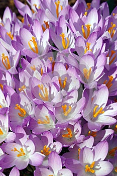 Woodland crocus flowers