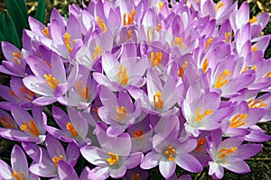 Woodland crocus flowers