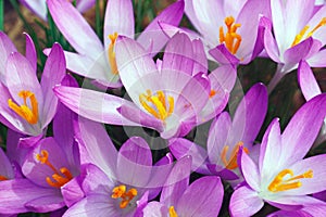 Woodland crocus flowers