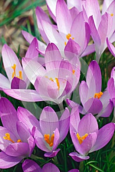 Woodland crocus flowers