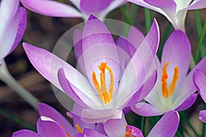 Woodland crocus flowers