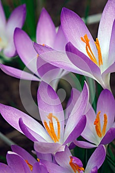 Woodland crocus flowers