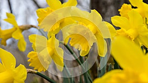 Woodland daffodils growing in spring in closeup cluster