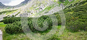 Dwarf mountain pines in High Tatra mountains of Slovakia