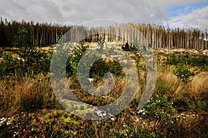 Woodland Edge in Harz National Park