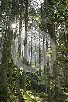 Woodland in the Elan Valley