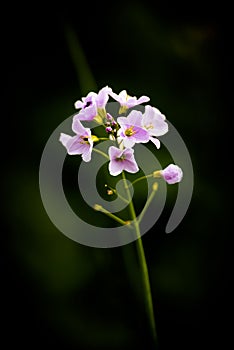 Woodland Flowers In Spring