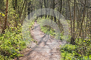 Woodland footpath