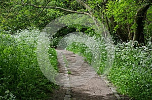 Woodland footpath with cow parsley borders