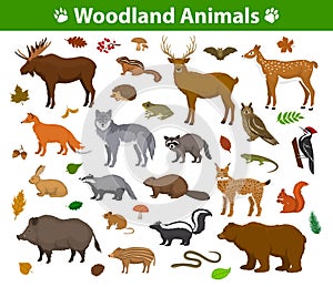 Woodland forest animals collection