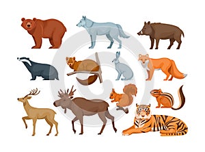 Woodland forest animals. Cute wild forest animals deer, wolf, brown bear, common fox, badger, sable, chipmunk, ussuri tiger,