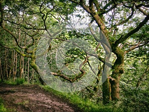 Woodland forest path going round a corner surrounded by twisted green trees with moss covered bark and bright summer sky