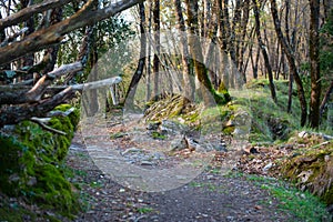 Woodland forest stone path