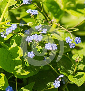 Woodland Forget-me-not, Myosotis sylvatica