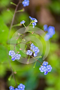 Woodland Forget-me-not, Myosotis sylvatica