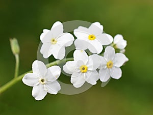 Woodland Forget-me-not Myosotis sylvatica white flowers