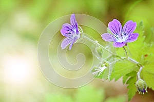 Woodland geranium Geranium sylvaticum on a blurred green background. Violet forest flowers. Postcard template