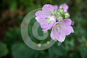 Woodland geranium Geranium sylvaticum flowers closeup photo